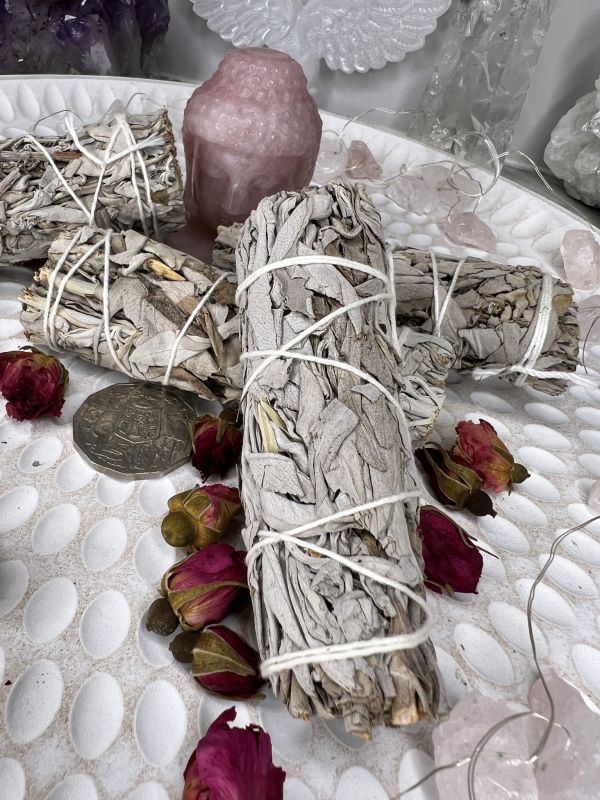 White sage, 10 cm